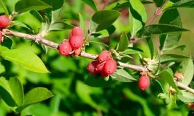 Красная жимолость