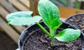 Для выращивания после пересадки рассады