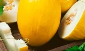 dynya_zolotistaya