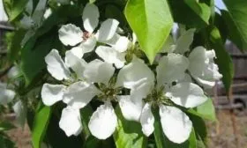 Цветение феерии