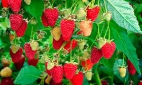 Урожайность