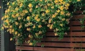 Применение в ландшафте