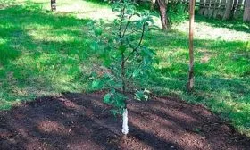 Саженец груши