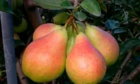 Урожайность