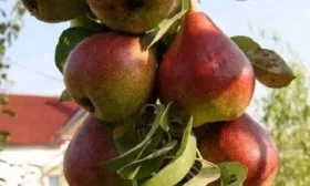 grusha-sapfira-kolonovidnaya