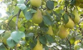 груша Виктория