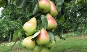 груши Сапфира