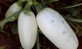 Характеристика внешнего вида растения и плодов