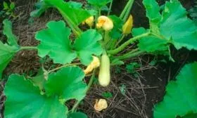 Характеристика внешнего вида растения и плодов