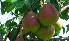 Характеристики и применение