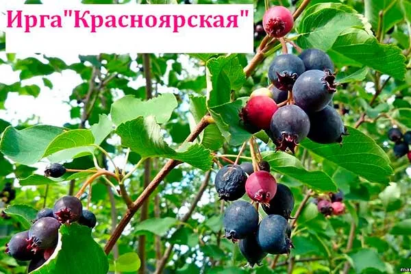 Ирга Красноярская