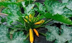 Кабачок F1 Ясмин