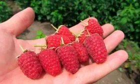 Как высаживать малину Рубиновая