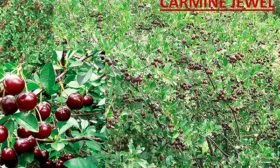 Кармин Джевел