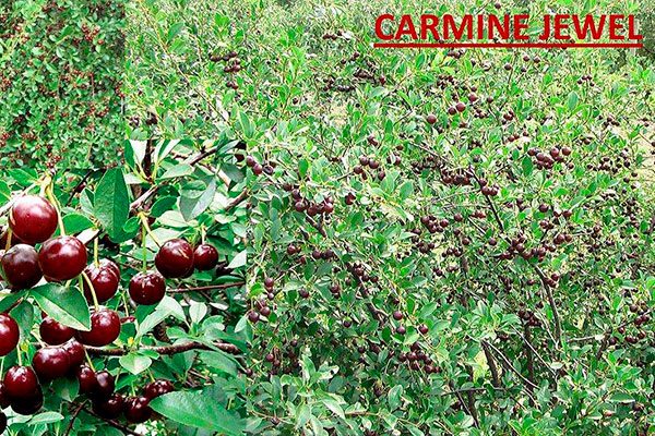 cherries Edible garden, Fruit, Growing fruit