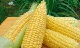 Кукуруза-Тройная-сладость4