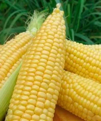 Кукуруза-Тройная-сладость4