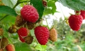 malina-galaktika-foto-3