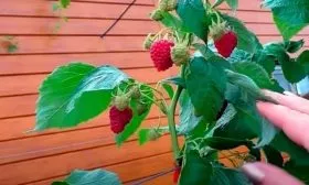 хранение малины