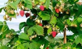 malinovoe-derevo-galaktika