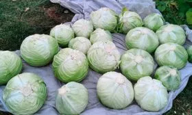 Сбор урожая