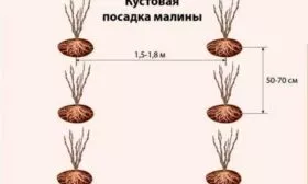 Методы посадки кустовой