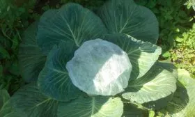 Защита от вредителей