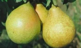 Груша нова