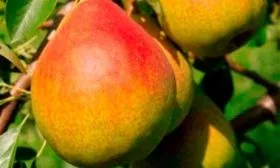 Описание плодов и дерева груши Виктория