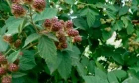 Описание ягодной культуры