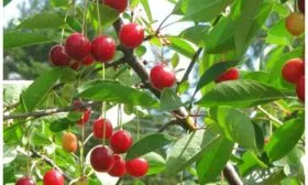 Созревание