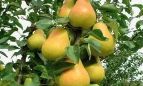 Особенности колоновидной груши Сапфира