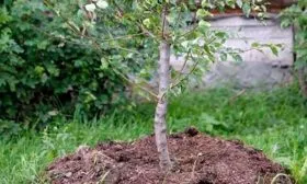 Особенности посадки