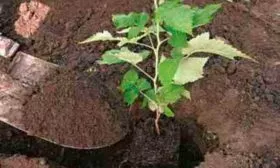 Особенности посадки