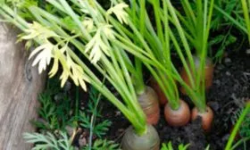 Особенности-посева