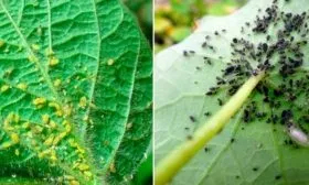 от насекомых-вредителей