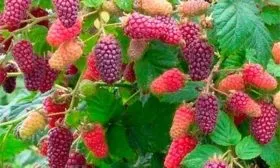 Период цветения, срок созревания и урожайность