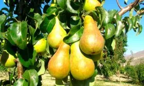 Плоды и их вкусовые характеристики