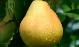 Плоды и их вкусовые характеристики