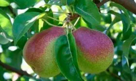 Плоды и их вкусовые характеристики