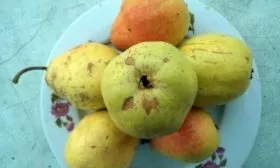 Плоды и их вкусовые характеристики