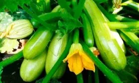 Плоды, их вкусовые качества