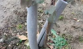 Подготовка к зиме