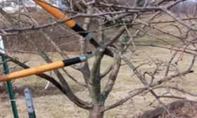 Посадка и уход 1