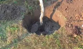 Посадка и уход