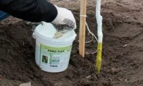 Посадка и уход за грушей Сапфира