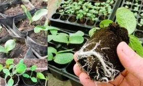 Посадка, выращивание и пересадка рассады