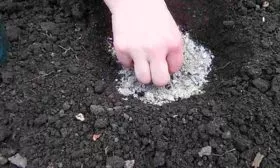 Посев семян в открытый грунт