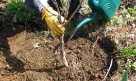 Последующий уход за культурой