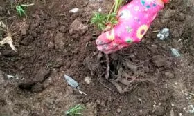 Правила посадки пиона Лемон Шифон
